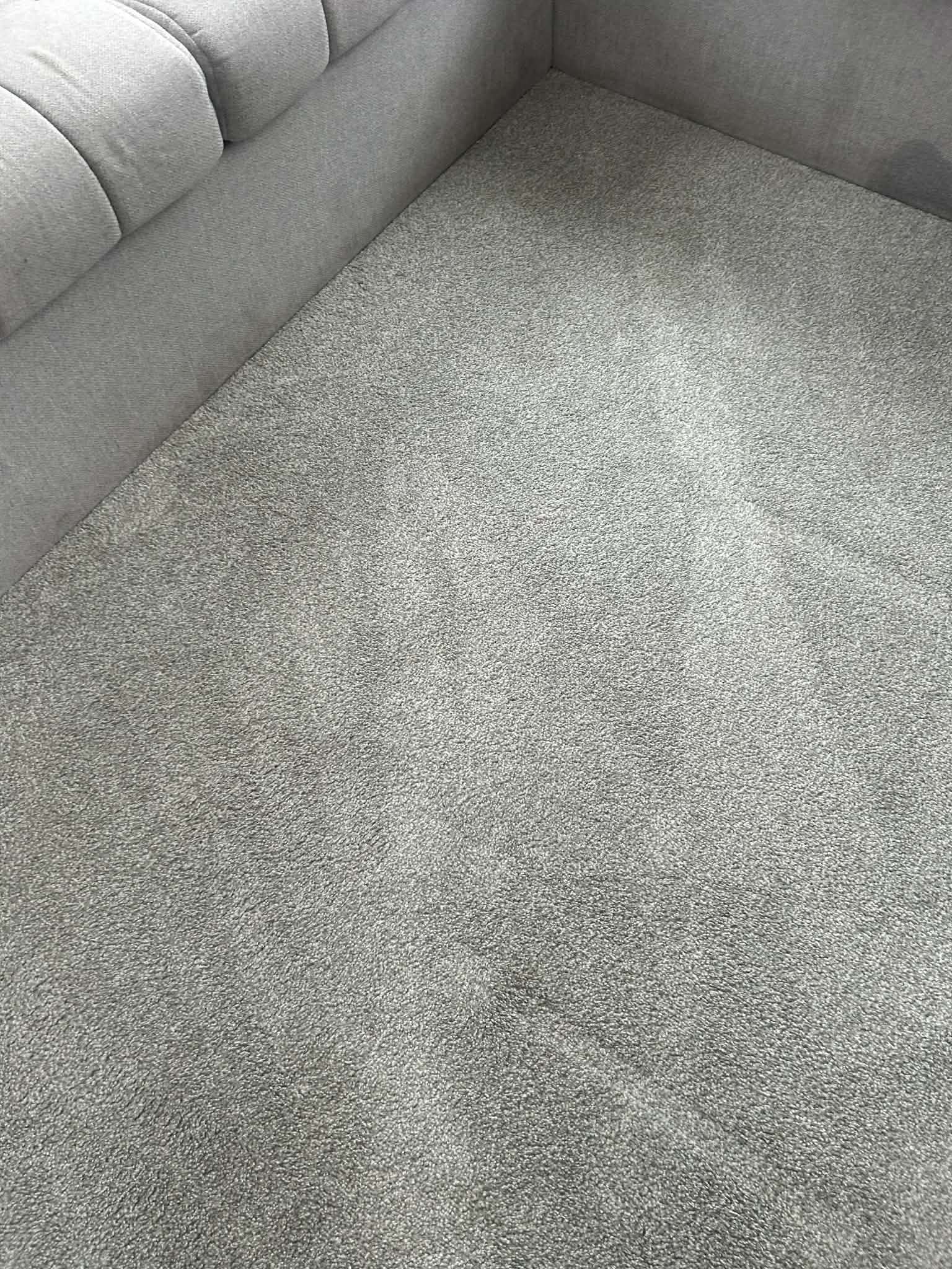 Freshly cleaned grey carpet next to sofa — bright and restored after hot water extraction