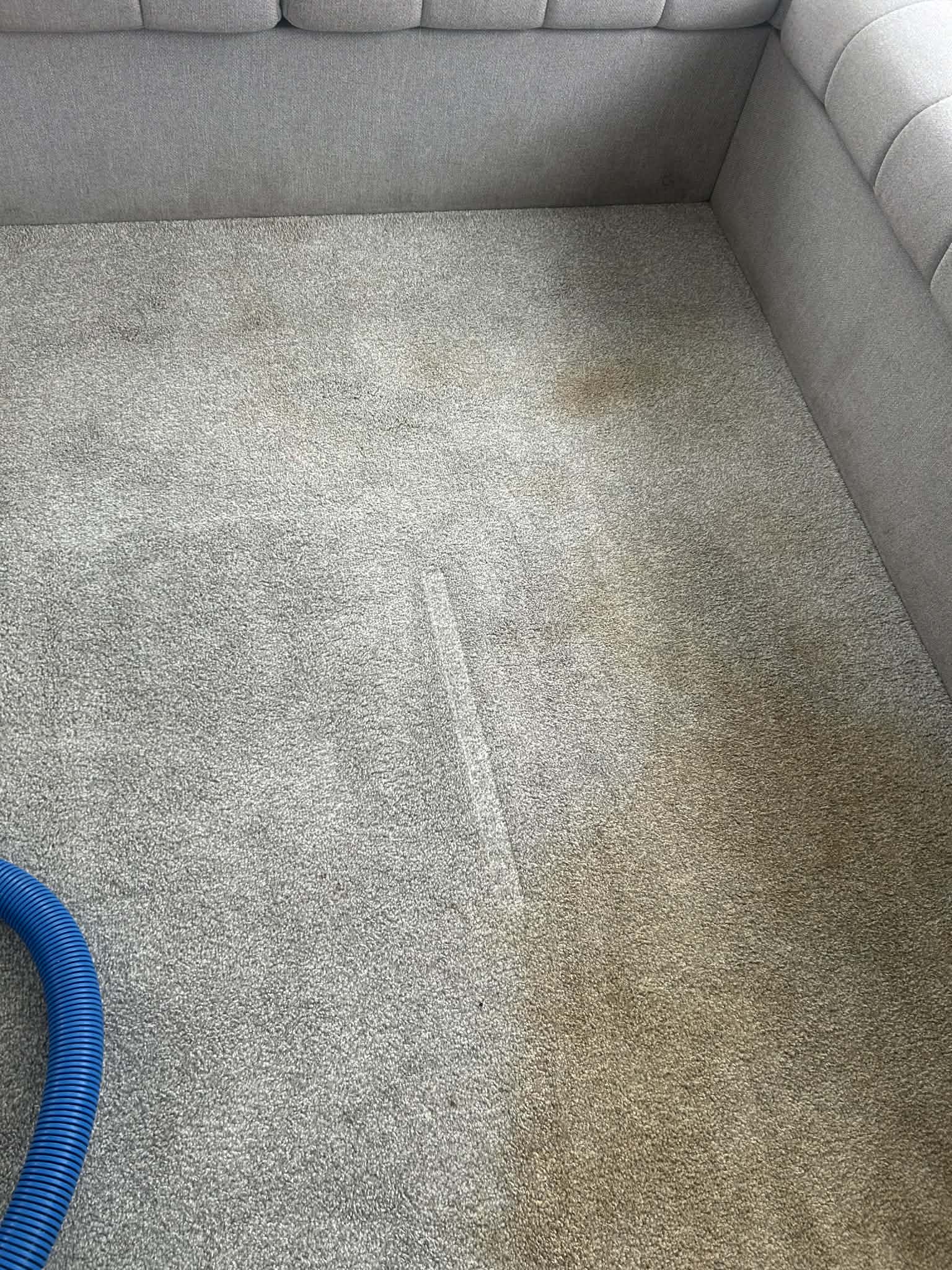 Grey carpet before and during professional hot water extraction cleaning